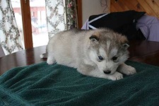 image of siberian_husky