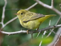 image of warbler