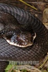 image of hognose_snake #4