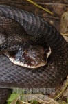 image of hognose_snake
