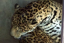 image of jaguar_car