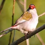 image of bird