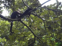 image of capuchin