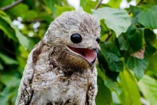 image of potoo