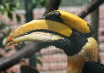 image of hornbill