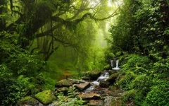 image of jungle