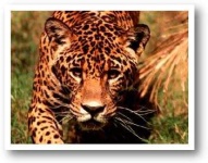 image of jaguar_car