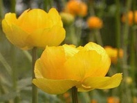 image of flower