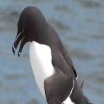 image of bird
