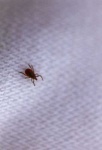 image of tick