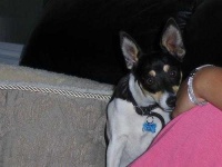 image of toy_terrier