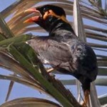 image of bird