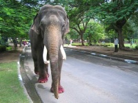 image of tusker