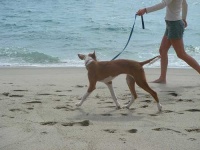 image of ibizan_hound