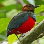 image of red_bellied_pitta #29