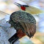 image of bird