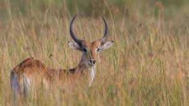 image of animal