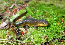 image of eft
