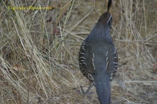 image of quail #15