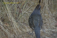 image of quail