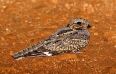 image of nightjar