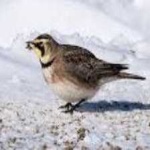 image of bird