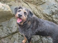 image of otterhound