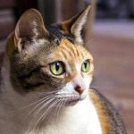 image of animal
