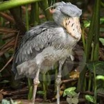 image of bird