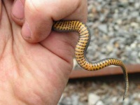 image of thunder_snake