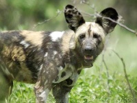 image of african_hunting_dog