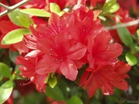 image of azalea #30