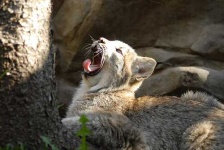 image of lynx