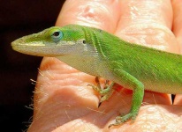 image of american_chameleon #2