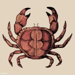 image of crab