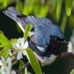 image of black_throated_warbler #8