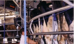 image of animal