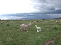 image of animal