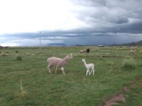 image of alpaca #33