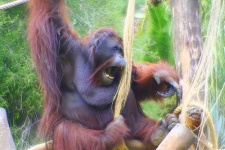 image of orangutan