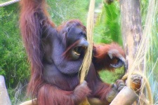 image of orangutan #20