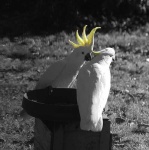 image of sulphur_crested_cockatoo