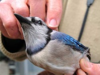 image of jay