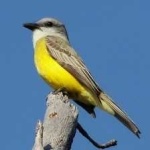 image of bird