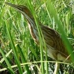 image of american_bittern #9