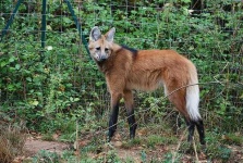 image of red_wolf