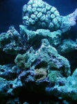 image of coral_reef #9