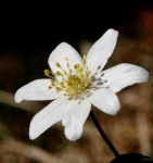 image of flower