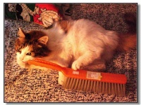 image of broom