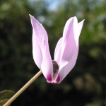 image of flower
